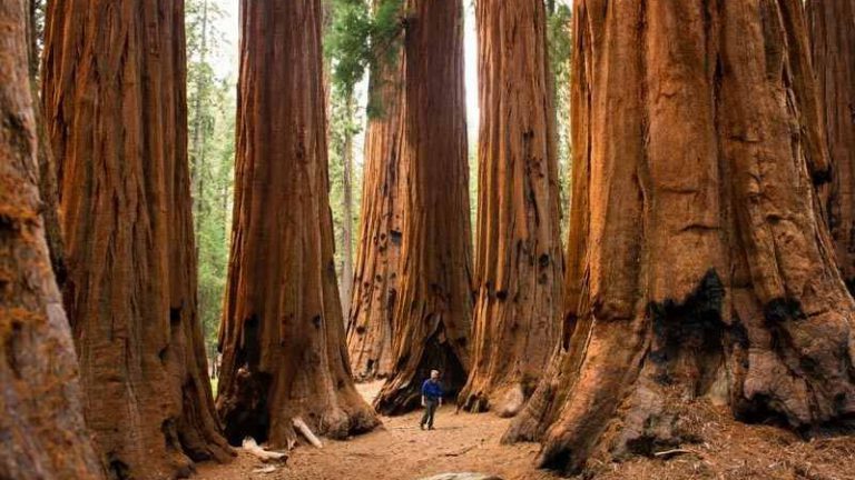 sequoia