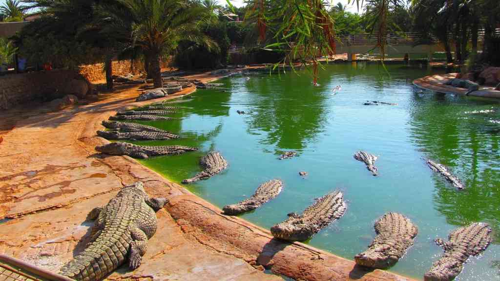 Djerba Explore Park má čtyři hlavní části. Kromě vesničky s obchůdky, masážním salonem, restauracemi a kavárnami je to například muzeum Lalla Hadria. Okouzlí vás islámské uměníV muzeu Lalla Hadria spatříte více než tisíc exponátů, jež zachycují vývoj islámského umění.