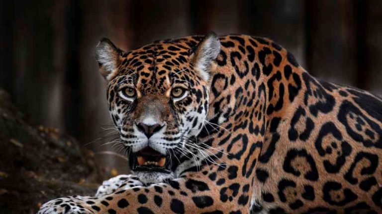 Jaguár americký (Panthera onca) je po tygrovi a lvovi třetí největší kočkovitou šelmou. Na fotografiích a při návštěvách zoologických zahrad si jej můžete splést s levhartem, protože tyto dvě šelmy jsou si skutečně velmi podobné.