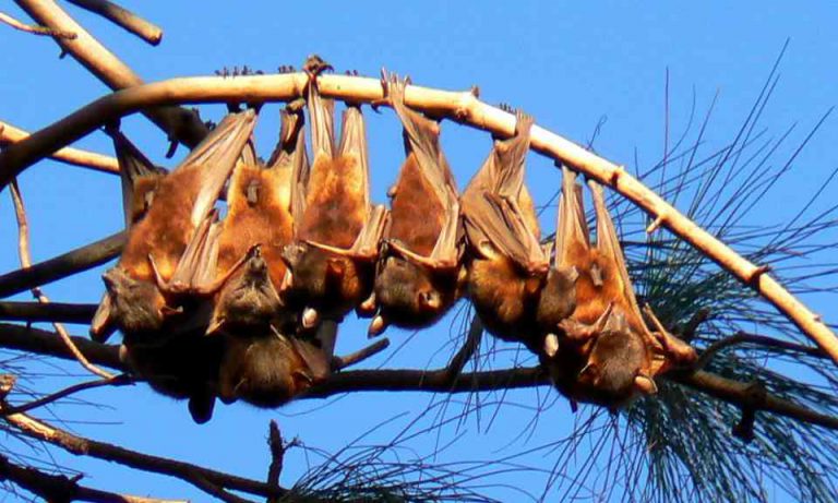 Kaloň lopatkový (Pteropus scapulatus) je nejmenší z australských kaloňů. Váží 300–500 gramů a včetně hlavy dorůstá délky asi 20–24 cm. Výrazným znakem tohoto druhu je červenohnědá barva srsti a proti světlu stejným odstínem prosvítající blána křídel.