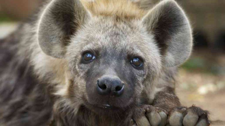 Hyena je zvíře, které si vzbuzuje neobyčejnou pozornost svou unikátní povahou a zvláštním vzhledem. Patřící do čeledi hyenovitých, tyto šelmy jsou rozšířeny v subsaharské Africe a v některých částech Asie.